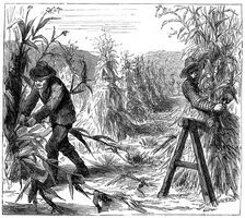 Reaping and socking-up corn to dry, Lake Drie, Canada, 1880