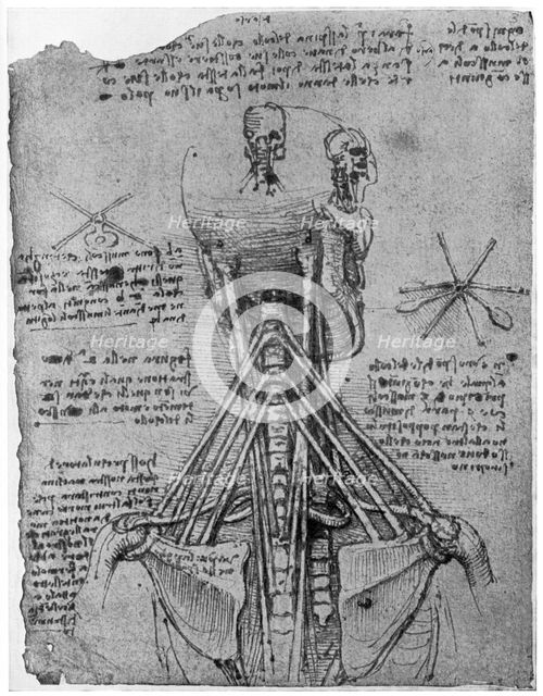 Rear view of a skeleton showing the sinews of the neck, late 15th or early 16th century (1954). Artist: Leonardo da Vinci