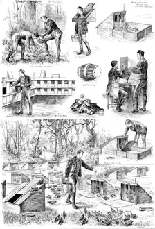 Rearing Pheasants: sketches at the Duke of Norfolk’s Pheasantry at Angmering Park, Sussex, 1890. Creator: Carl Hentschel