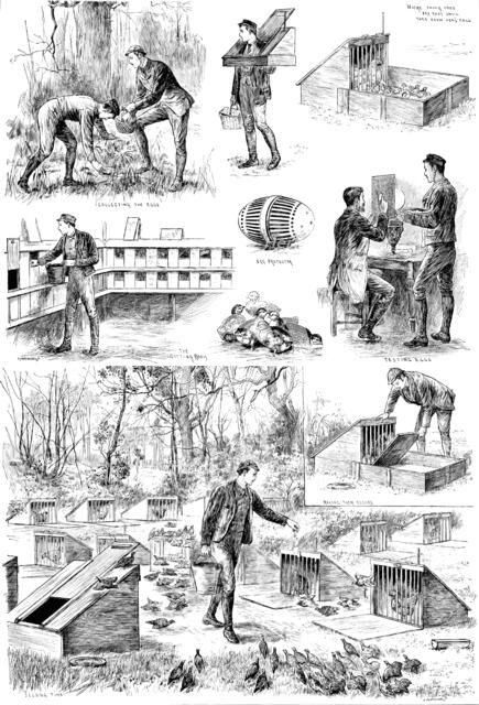 Rearing Pheasants: sketches at the Duke of Norfolk’s Pheasantry at Angmering Park, Sussex, 1890. Creator: Carl Hentschel.