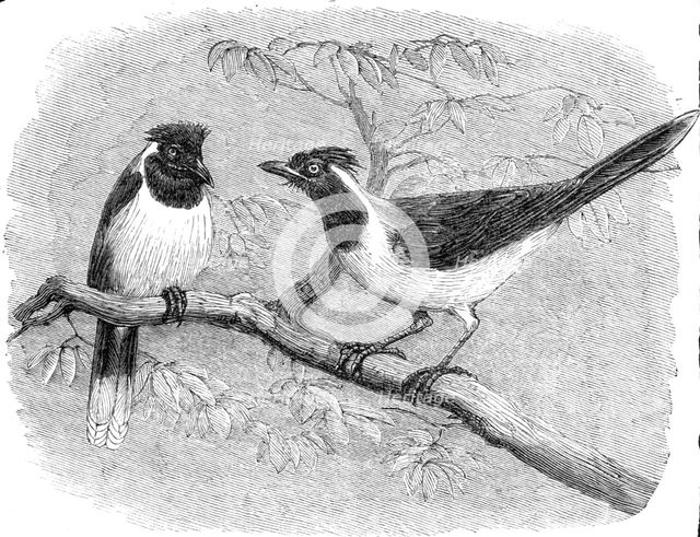 Recent additions to the Zoological Society’s Collection, Regent’s Park, 1864. Creator: Pearson.