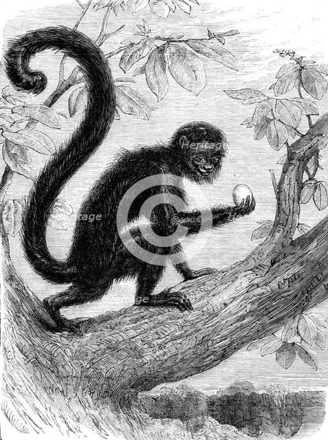 Recent additions to the Zoological Society’s Collection, Regent’s Park, 1864. Creator: Pearson.