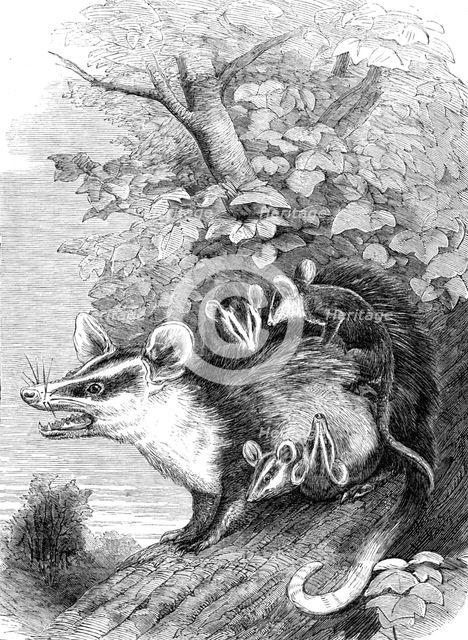 Recent additions to the Zoological Society’s Collection, Regent’s Park, 1864. Creator: Pearson.