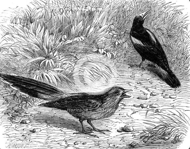 Recent additions to the Zoological Society’s Collection, Regent’s Park, 1864. Creator: Pearson.