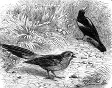 Recent additions to the Zoological Society’s Collection, Regent’s Park, 1864. Creator: Pearson