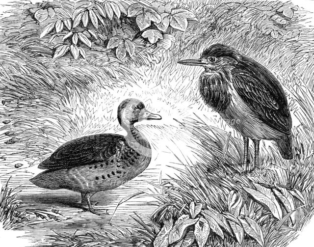 Recent additions to the Zoological Society’s Collection, Regent’s Park, 1864. Creator: Pearson.