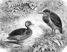 Recent additions to the Zoological Society’s Collection, Regent’s Park, 1864. Creator: Pearson