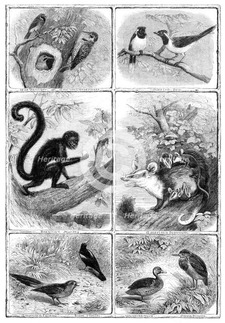 Recent additions to the Zoological Society's Collection, Regent's Park, 1864. Creator: Pearson.