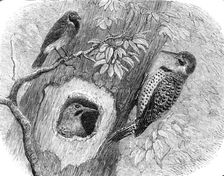 Recent additions to the Zoological Society’s Collection, Regent’s Park, 1864. Creator: Pearson