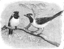 Recent additions to the Zoological Society’s Collection, Regent’s Park, 1864. Creator: Pearson