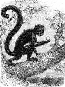 Recent additions to the Zoological Society’s Collection, Regent’s Park, 1864. Creator: Pearson