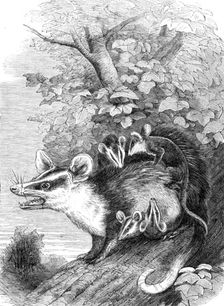 Recent additions to the Zoological Society’s Collection, Regent’s Park, 1864. Creator: Pearson