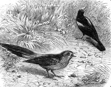 Recent additions to the Zoological Society’s Collection, Regent’s Park, 1864. Creator: Pearson