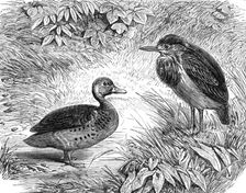 Recent additions to the Zoological Society’s Collection, Regent’s Park, 1864. Creator: Pearson