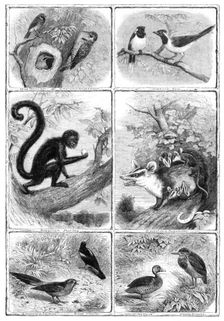 Recent additions to the Zoological Society's Collection, Regent's Park, 1864. Creator: Pearson