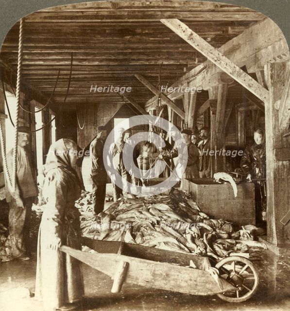 'Receiving fish from sea vessels and packing for export - fish warehouse, Aalesund, Norway',  c1905. Creator: Unknown.