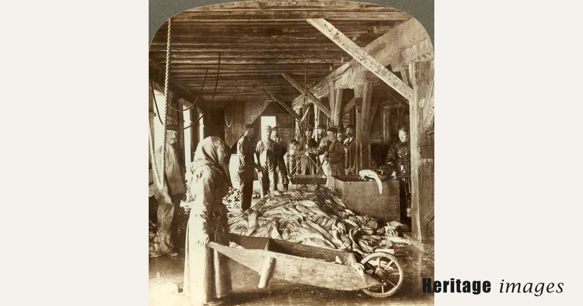 'Receiving fish from sea vessels and packing for export - fish ...
