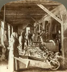 Receiving fish from sea vessels and packing for export - fish warehouse, Aalesund, Norway c1905. Creator: Unknown