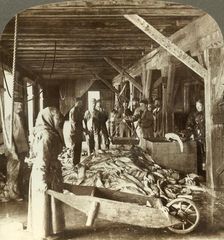 Receiving fish from sea vessels and packing for export - fish warehouse, Aalesund, Norway c1905. Creator: Unknown