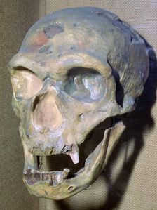 Reconstructed Neanderthal Man's skull, 49,000 BC