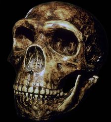 Reconstructed Neanderthal skull