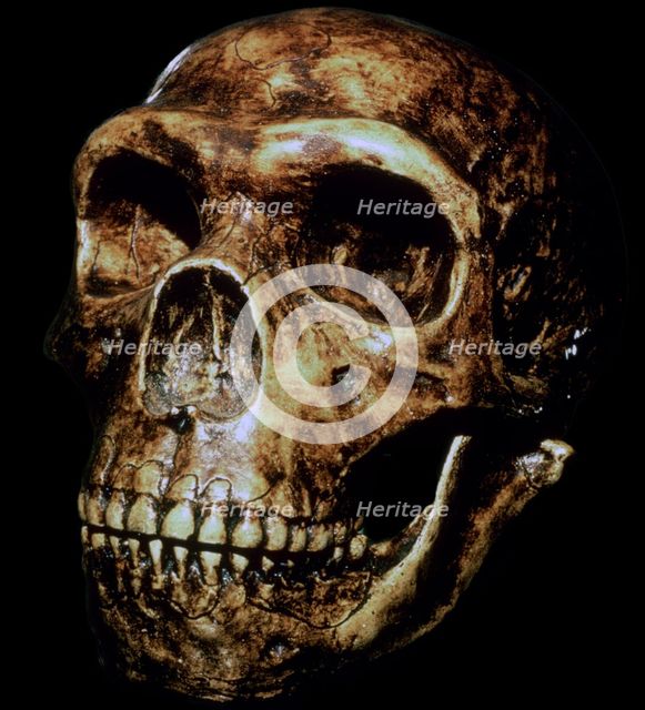 Reconstructed Neanderthal skull. Artist: Unknown