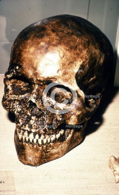 Reconstructed Skull of Cromagnon Man, c20th century. Artist: Unknown.