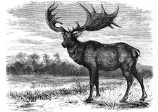 Reconstruction of the Irish elk (Megaloceros), c1880. Creator: Unknown