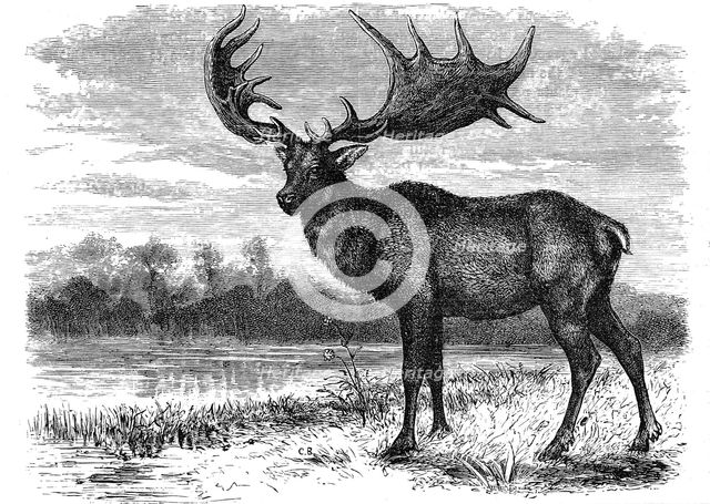 Reconstruction of the Irish elk (Megaloceros), c1880. Creator: Unknown.