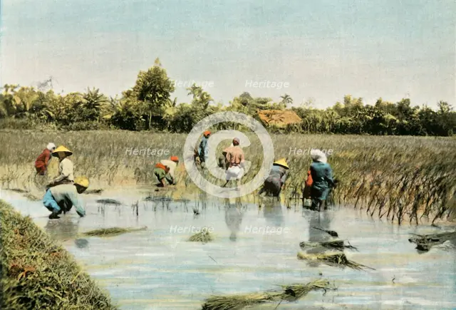 'Recolte Du Riz', (Harvesting Rice), 1900. Creator: Unknown.