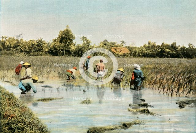 'Recolte Du Riz', (Harvesting Rice), 1900. Creator: Unknown.