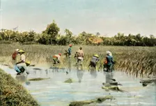 Recolte Du Riz (Harvesting Rice), 1900. Creator: Unknown