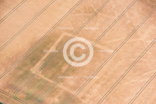 Rectilinear enclosure crop mark showing in the hot summer of 2018, near Linton, Cambridgeshire, 2018 Creator: Damian Grady.