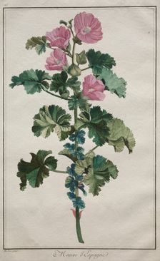 Recueil de vingtquatre plantes et fleurs: Mallow, after 1772. Creator: de Seve (French)