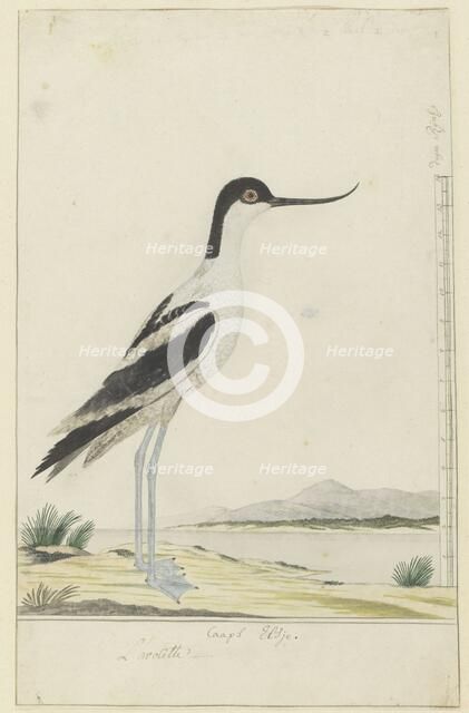 Recurvirostra avosetta (pied avocet), 1777-1786. Creator: Robert Jacob Gordon.