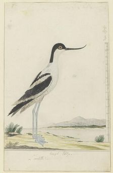 Recurvirostra avosetta (pied avocet), 1777-1786. Creator: Robert Jacob Gordon