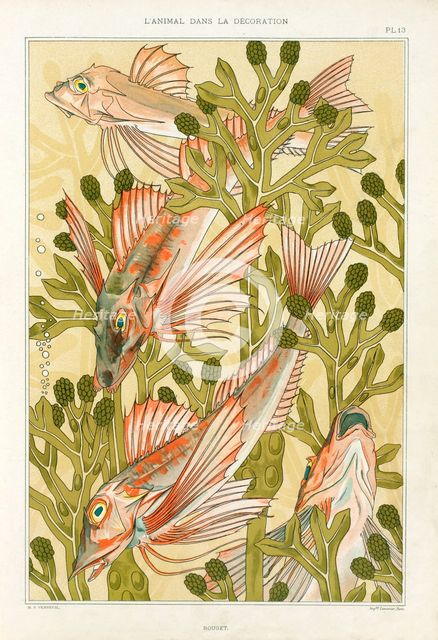 Red Mullet, pub. 1897. Creator: Maurice Pillard Verneuil (1869?1942).
