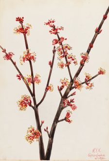 Red Maple (Acer rubrum), 1920. Creator: Mary Vaux Walcott