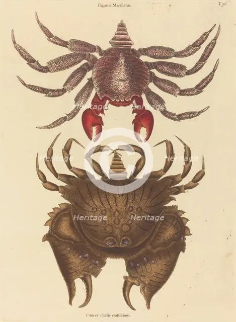 Red Mottled Rock-crab (Cancer grapsus), published 1731-1743. Creator: Mark Catesby.
