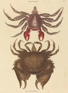 Red Mottled Rock-crab (Cancer grapsus), published 1731-1743. Creator: Mark Catesby