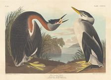 Red-necked Grebe, 1836. Creator: Robert Havell