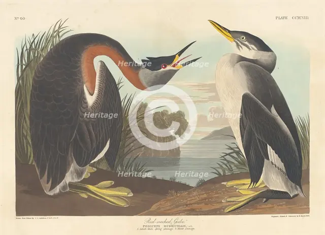 Red-necked Grebe, 1836. Creator: Robert Havell.