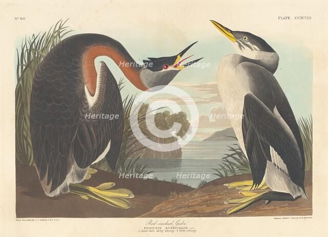 Red-necked Grebe, 1836. Creator: Robert Havell.