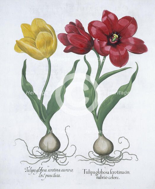 Red and yellow tulip, 1613. Artist: Unknown