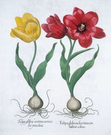 Red and yellow tulip, 1613. Creator: Unknown