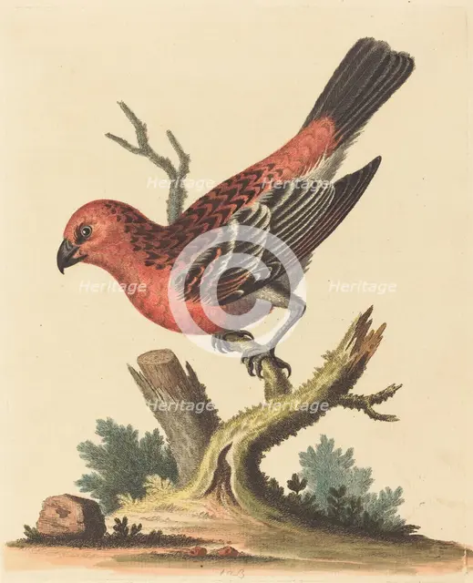 Red and Black Bird. Creator: George Edwards.