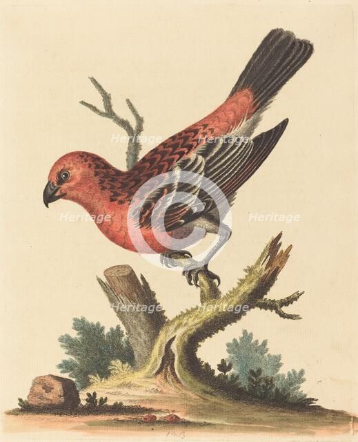 Red and Black Bird. Creator: George Edwards.