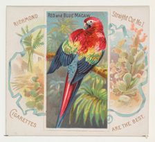 Red and Blue Macaw, from Birds of the Tropics series (N38) for Allen & Ginter Cigarettes, ..., 1889. Creator: Allen & Ginter