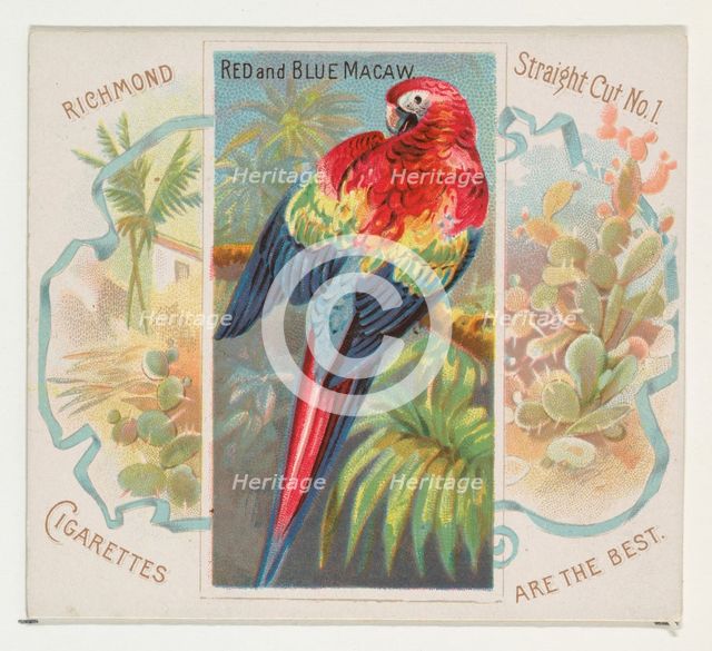 Red and Blue Macaw, from Birds of the Tropics series (N38) for Allen & Ginter Cigarettes, ..., 1889. Creator: Allen & Ginter.