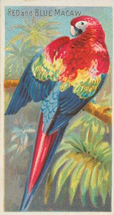 Red and Blue Macaw, from the Birds of the Tropics series (N5) for Allen & Ginter Cigarette..., 1889. Creator: Allen & Ginter